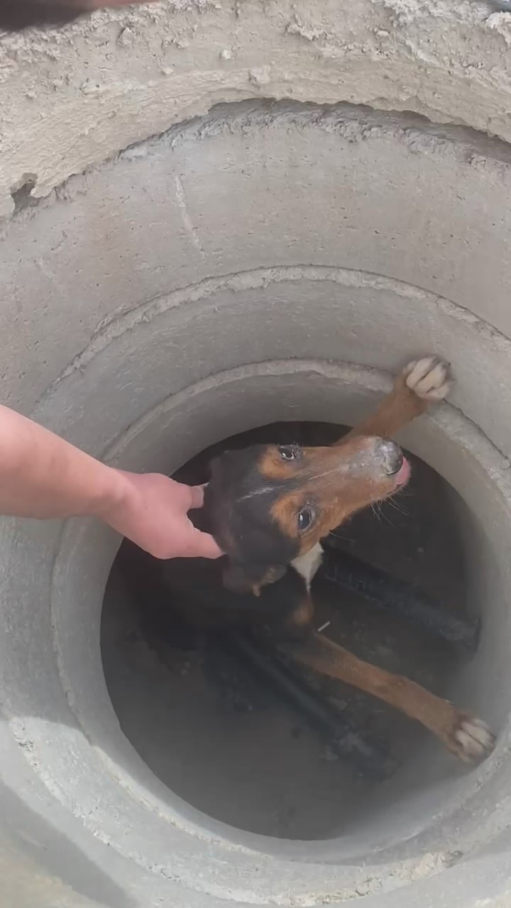 Rögara düşen köpeği böyle kurtardı...O anları anlattı