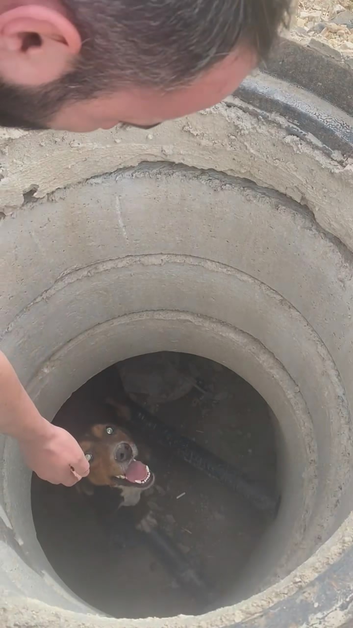 Rögara düşen köpeği böyle kurtardı...O anları anlattı