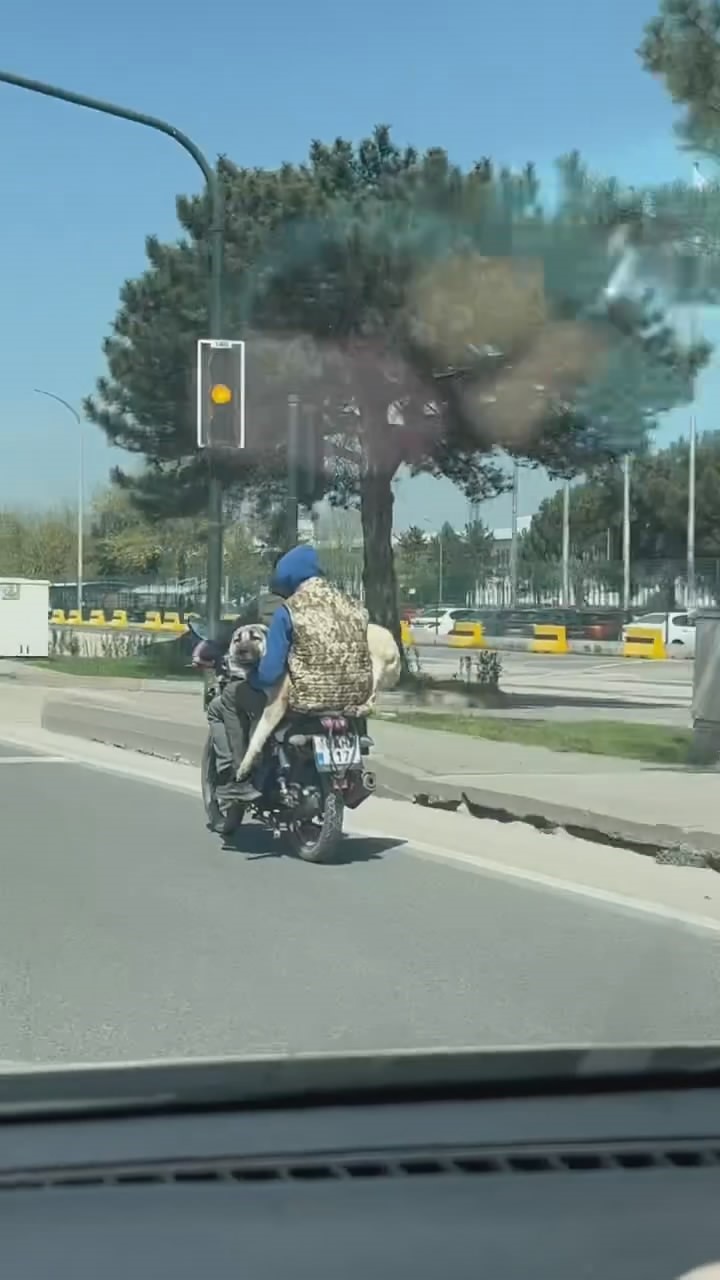 Hem kendi canlarını hem köpeği tehlikeye attılar