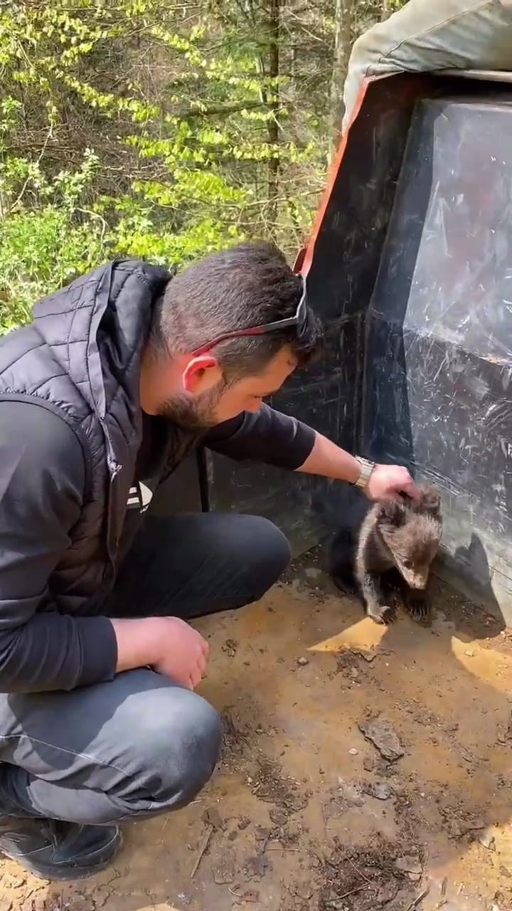 Ormandan şehre inen yavru ayı maskot oldu