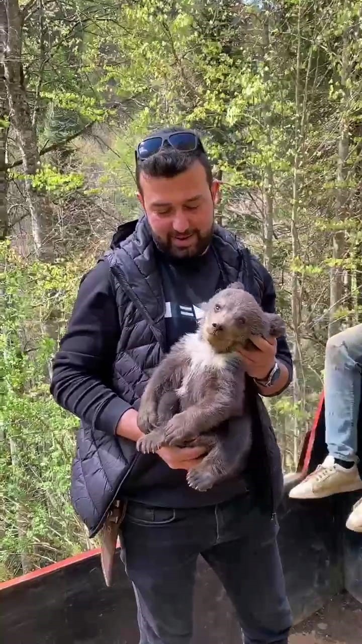 Ormandan şehre inen yavru ayı maskot oldu