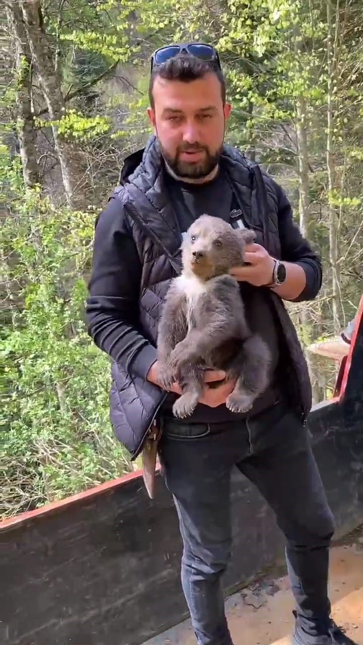 Ormandan şehre inen yavru ayı maskot oldu