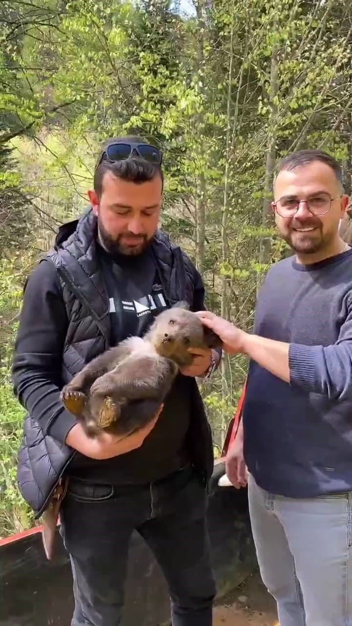 Ormandan şehre inen yavru ayı maskot oldu