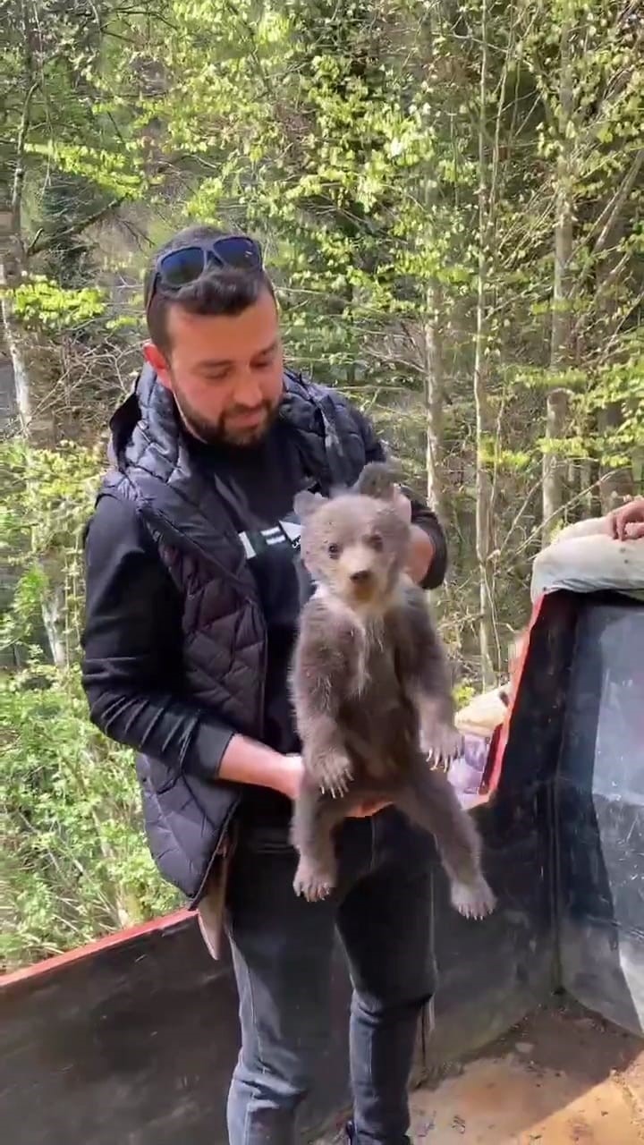 Ormandan şehre inen yavru ayı maskot oldu