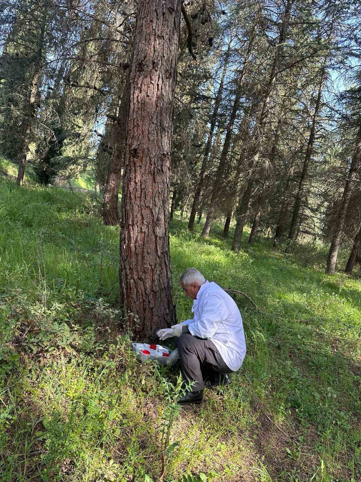 Uludağ Üniversitesi’nin ormanları “terminatör” ile korunuyor