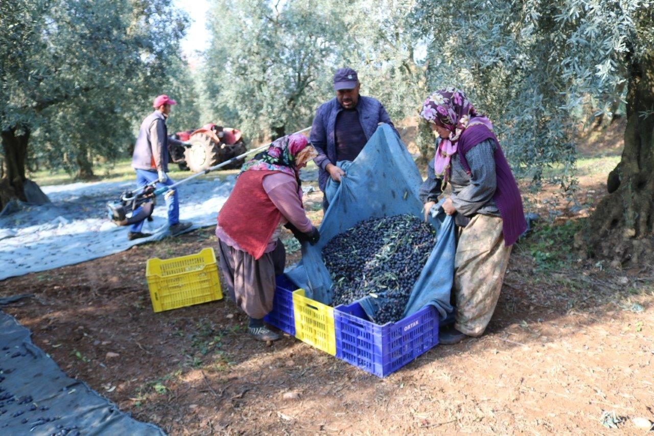 Marmarabirlik’ten ortaklarına 630 milyon liralık ödeme