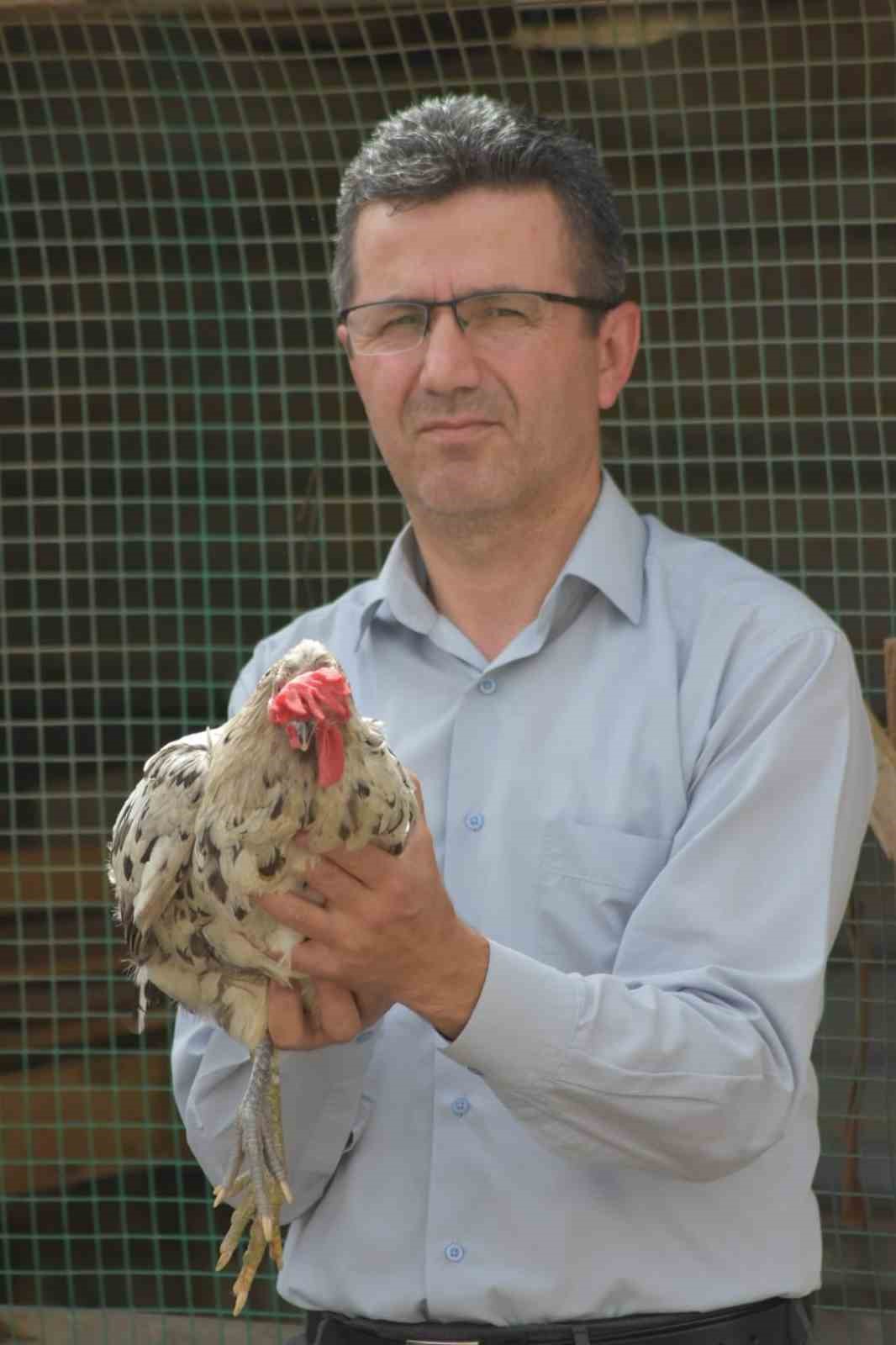 Görenler şaşırdı: Tavuk mu horoz mu