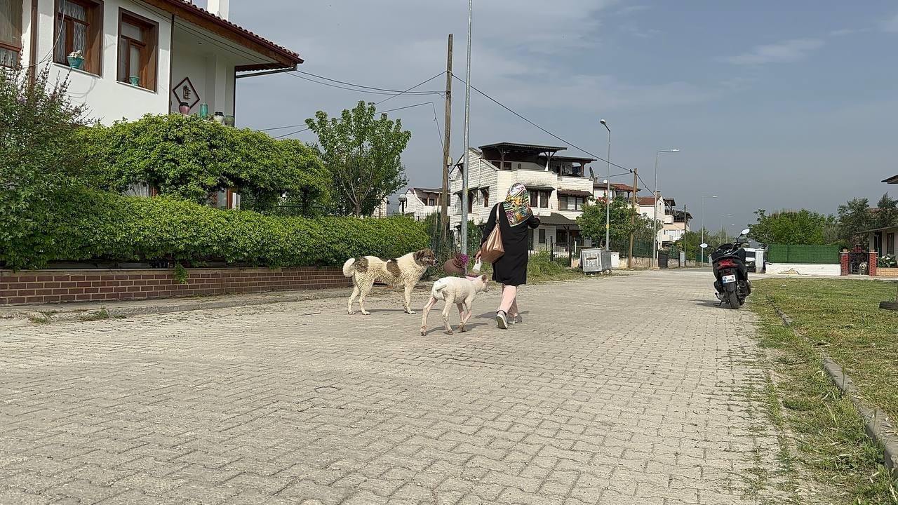 Evlerine aldıkları kuzuya bebek gibi bakıyorlar