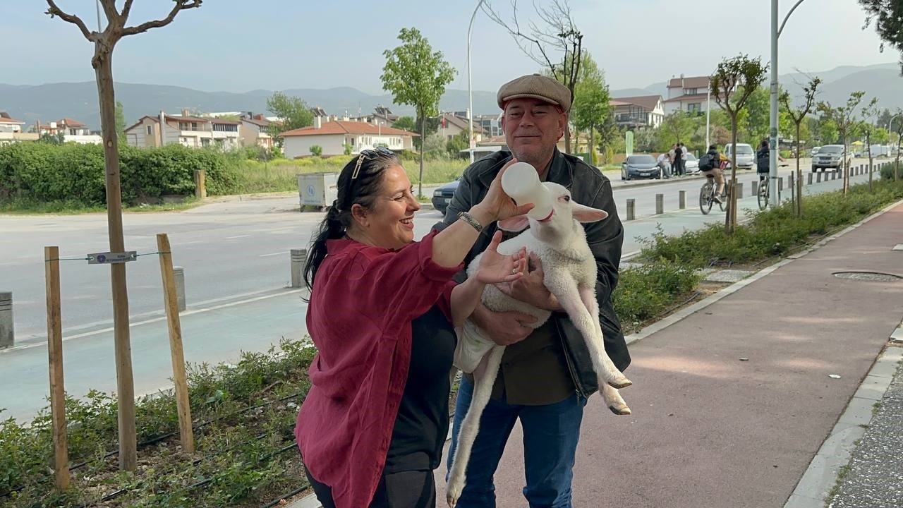 Evlerine aldıkları kuzuya bebek gibi bakıyorlar