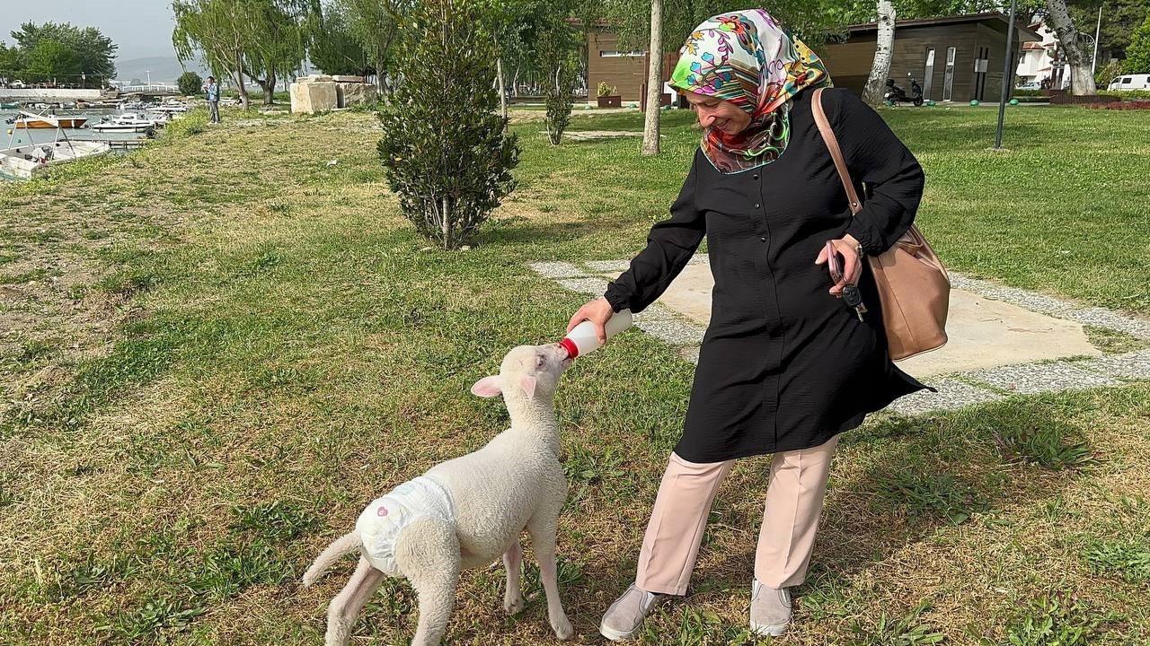 Evlerine aldıkları kuzuya bebek gibi bakıyorlar