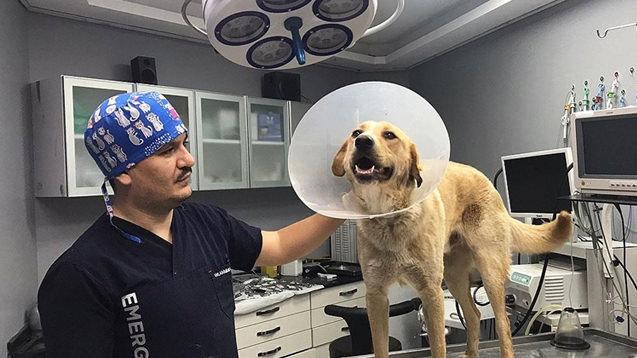 Sahipsiz köpek düzenlemesi TBMM'den geçerek yasalaştı! Belediye Başkanlarına ceza!