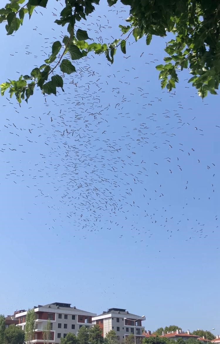 İstanbul semalarında leyleklerin göç dansı