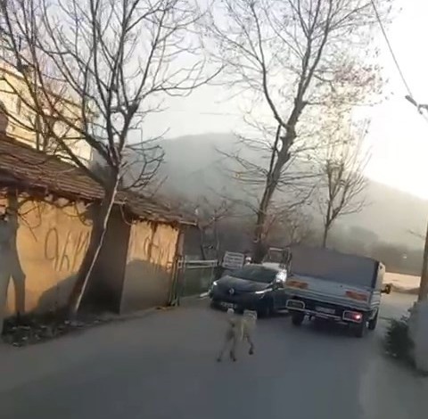 Bursa’da köpeğe eziyet eden o sürücü yakalandı