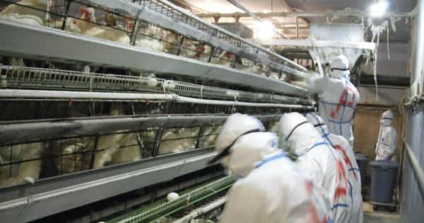 Japonya'da kuş gribi alarmı! İtlaf edilen tavuk sayısı 10 milyona yaklaştı