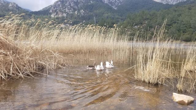 Marmara Gölü kurudu, göçmen kuşlar rotayı Sülüklü Göl'e çevirdi