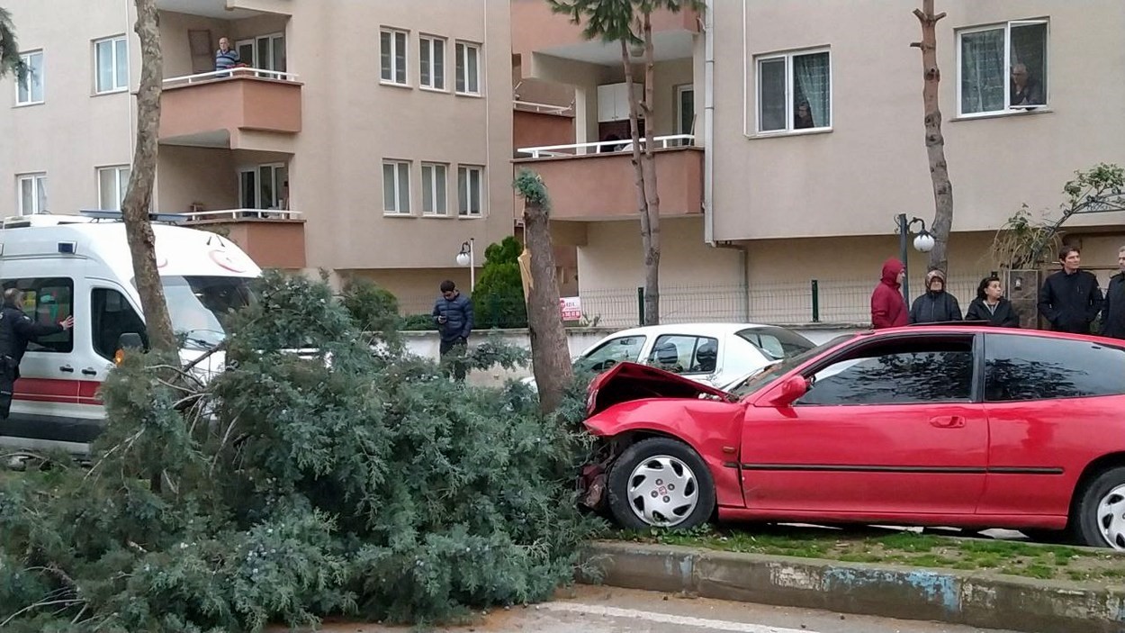 Alkollü sürücü ağacı devirerek durabildi