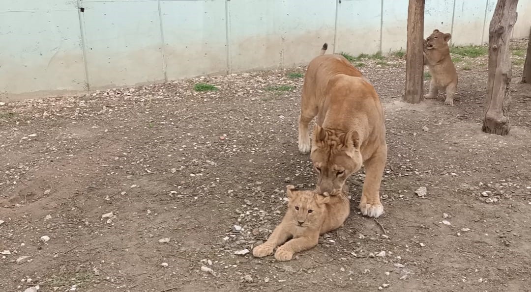 İlk defa dron gören minik aslanlar