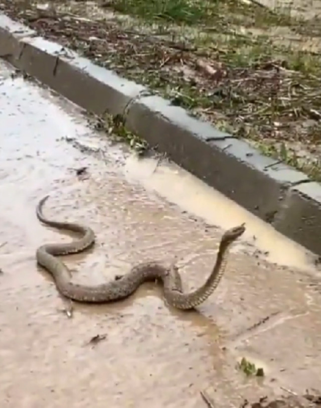 Sel felaketini yaşayan Şanlıurfa'da yılanlar ortaya çıktı