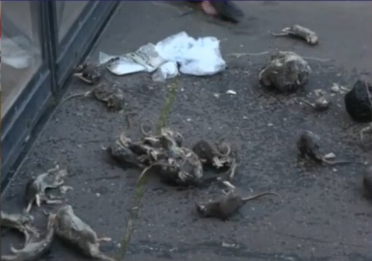 Paris'te grevdeki kanalizasyon çalışanları, belediyenin önüne fare ölüleri yığdı