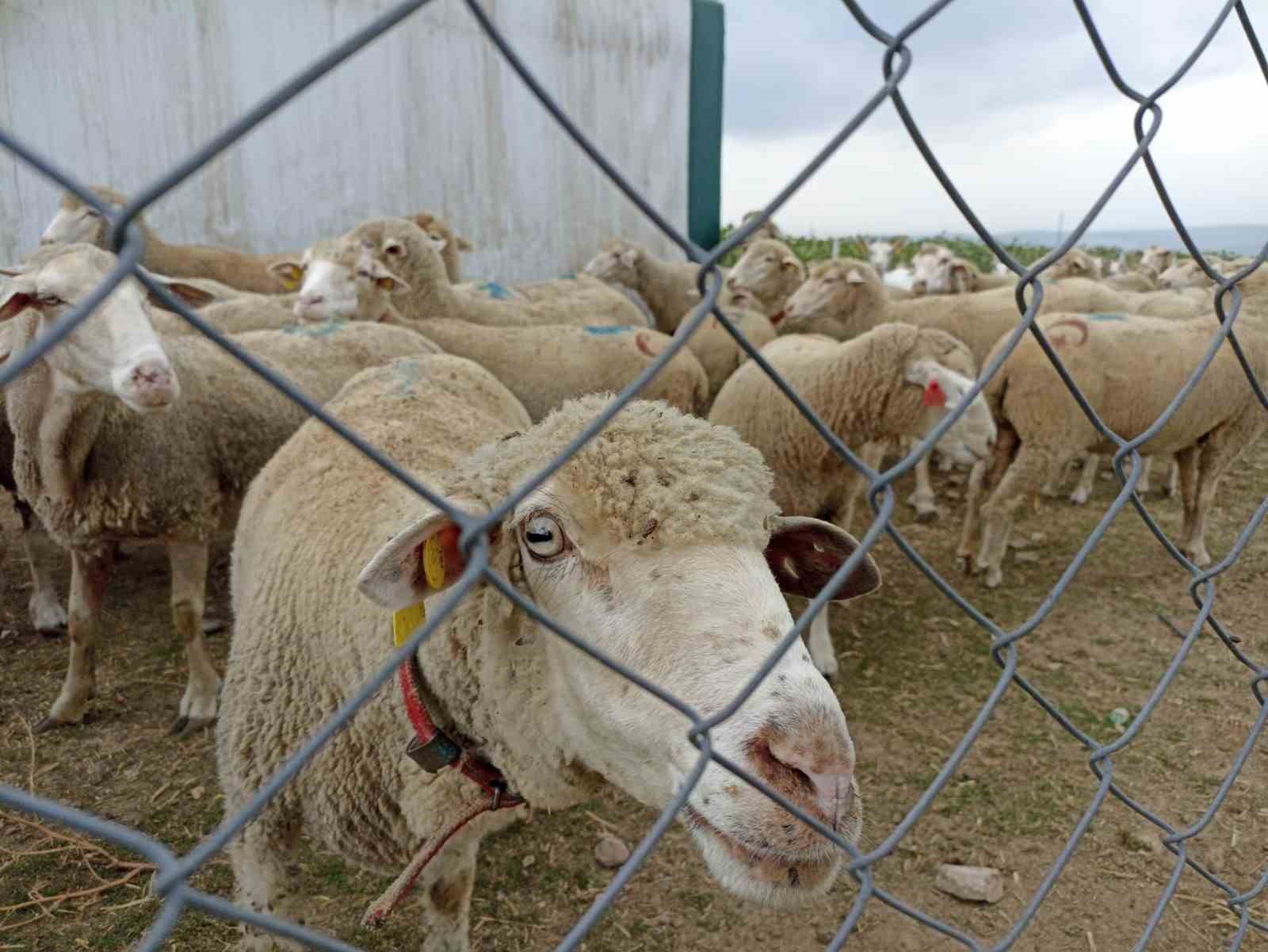 Hayvan pazarlarının kapalı olması üreticiyi düşündürüyor