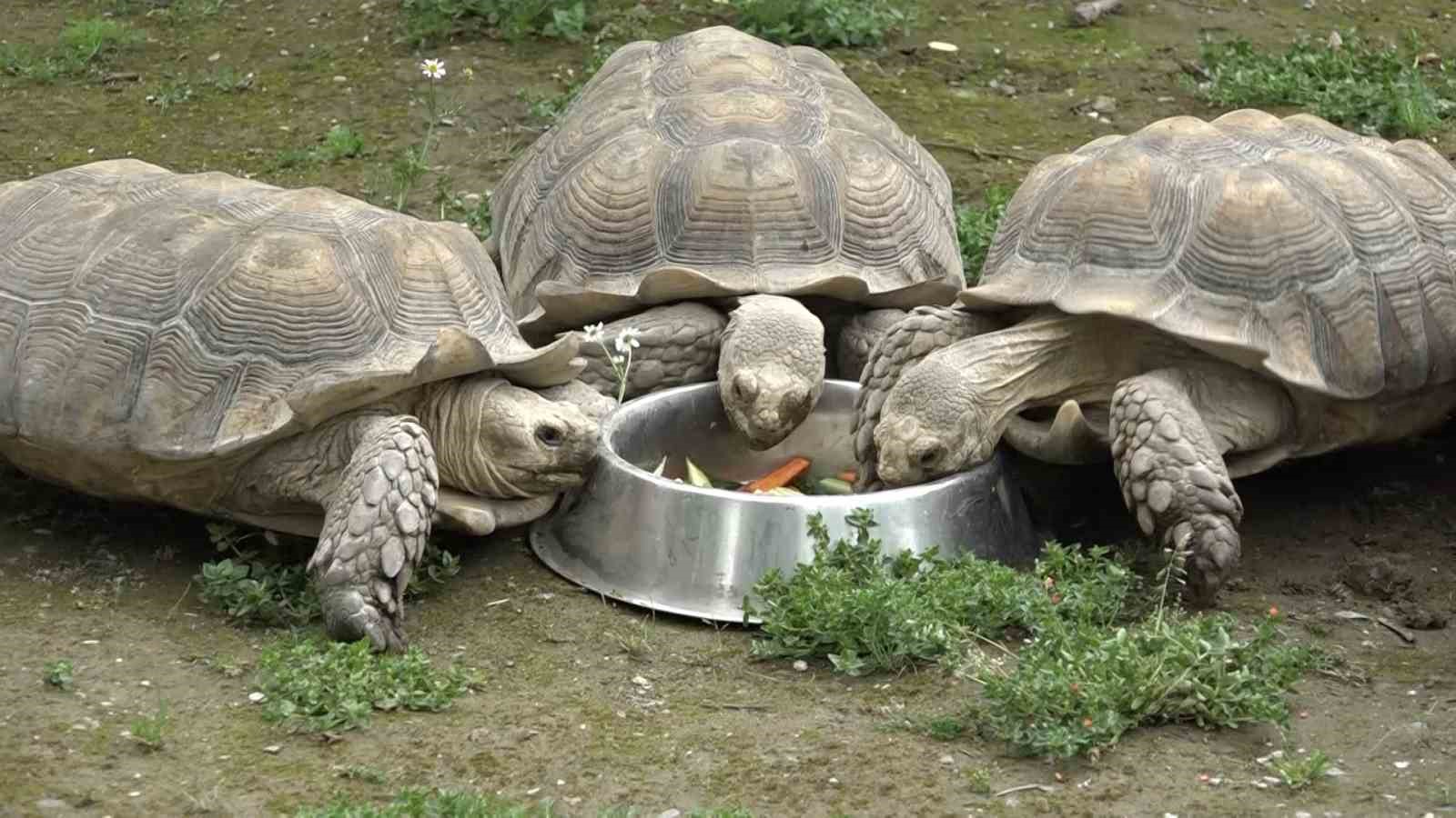 Zoopark’taki kaplumbağalara Dünya Kaplumbağa Günü’nde ziyafet