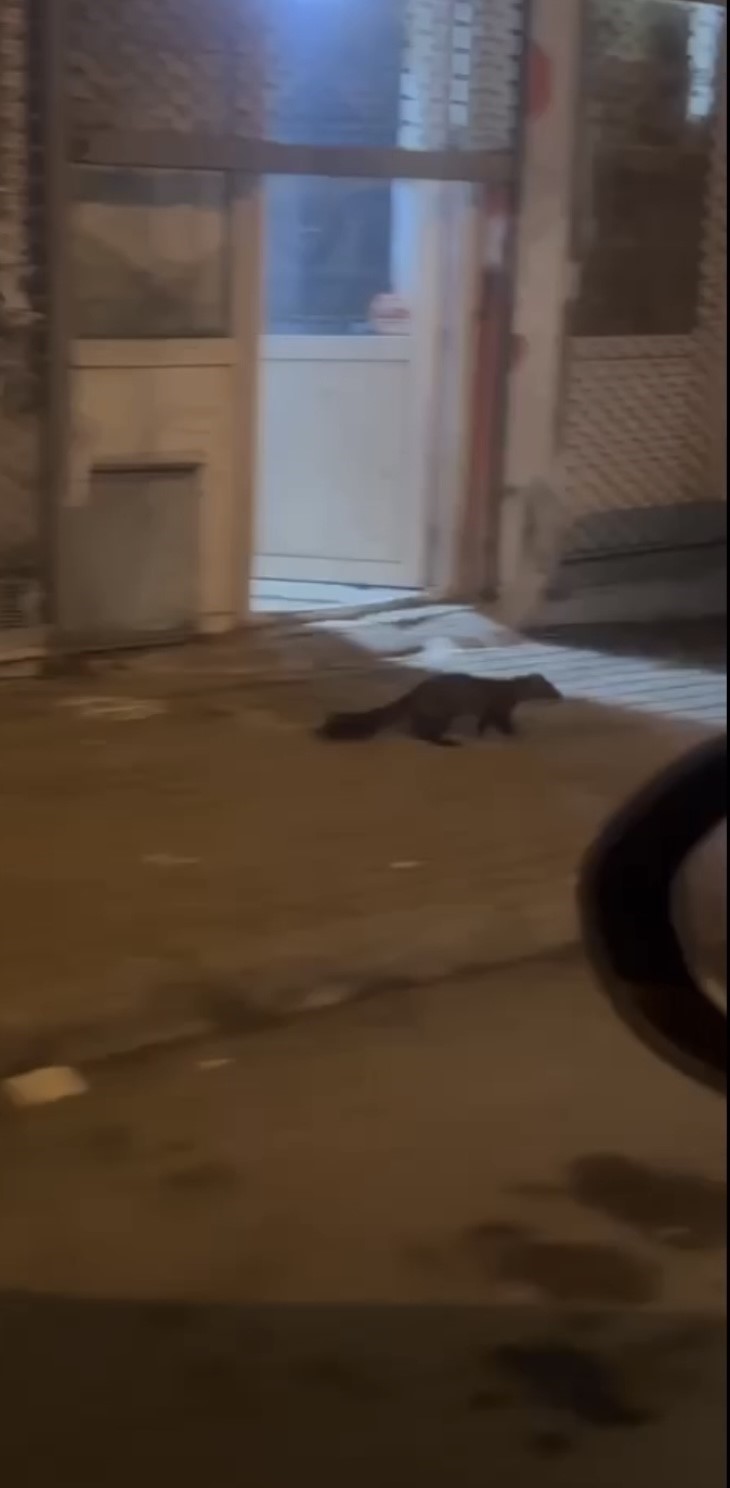 Bursa’da yabani hayvanlar şehir merkezinde