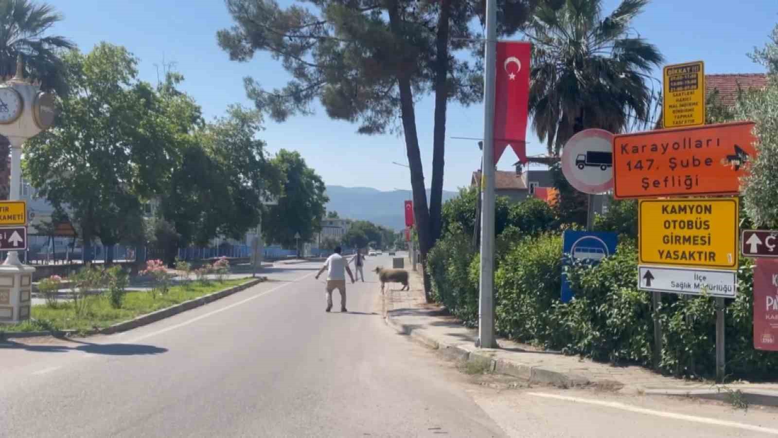Bursa’da kurbanlık koç trafiği birbirine kattı