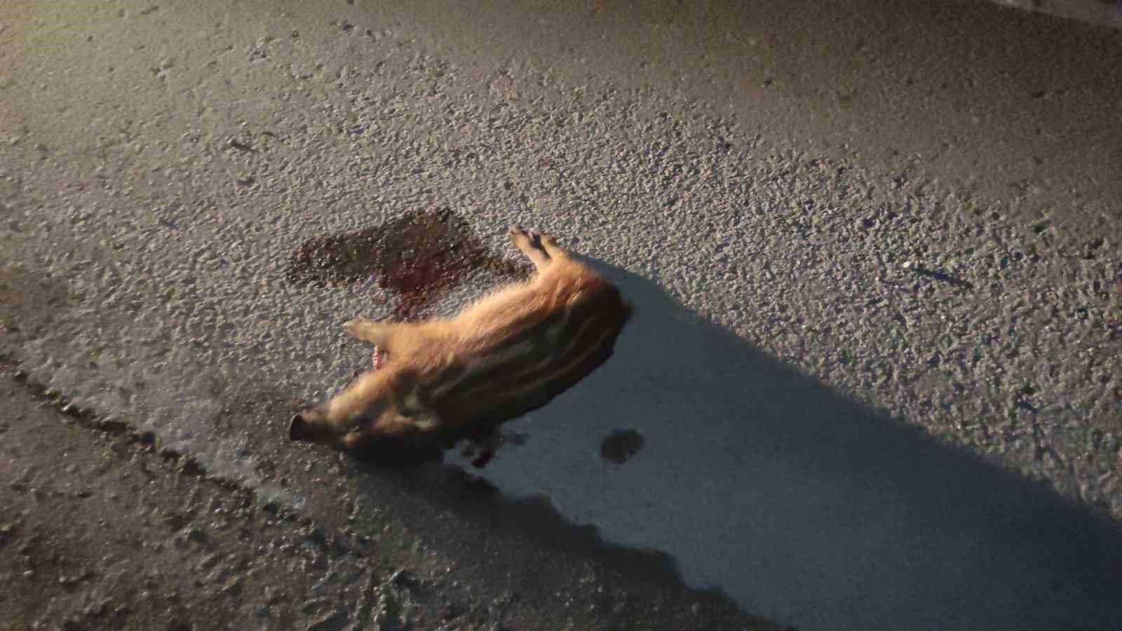 Ana yola fırlayan domuz sürüsüne araçlar çarptı