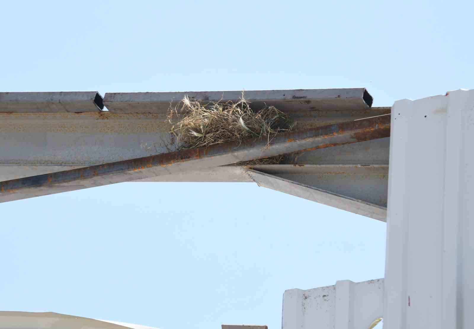 Bursa’da kaçak yapı yıkımını kuş yuvası durdurdu