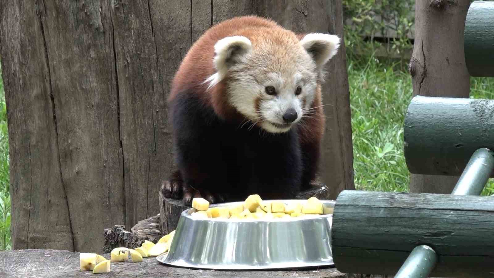 Macaristan’dan Bursa’ya getirilen kızıl pandanın keyfi yerinde