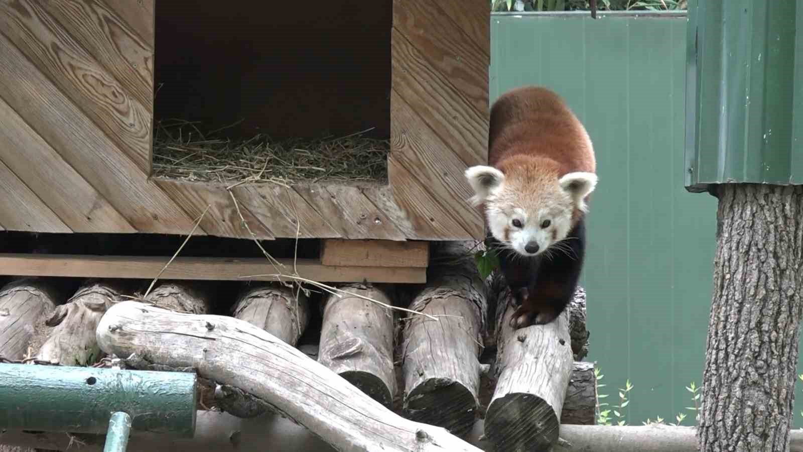 Macaristan’dan Bursa’ya getirilen kızıl pandanın keyfi yerinde