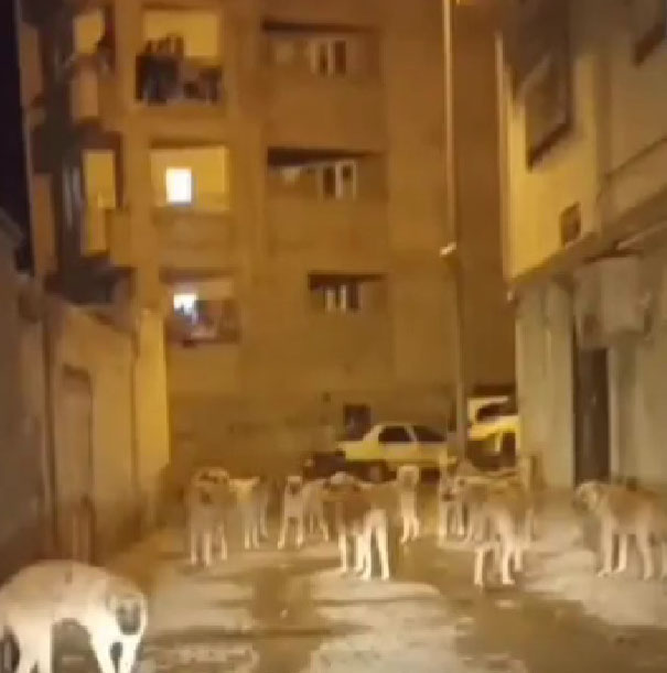 Kuduz karantinası uygulanan Siverek'te sokaklar köpek işgali altında! Belediyeye büyük tepki var