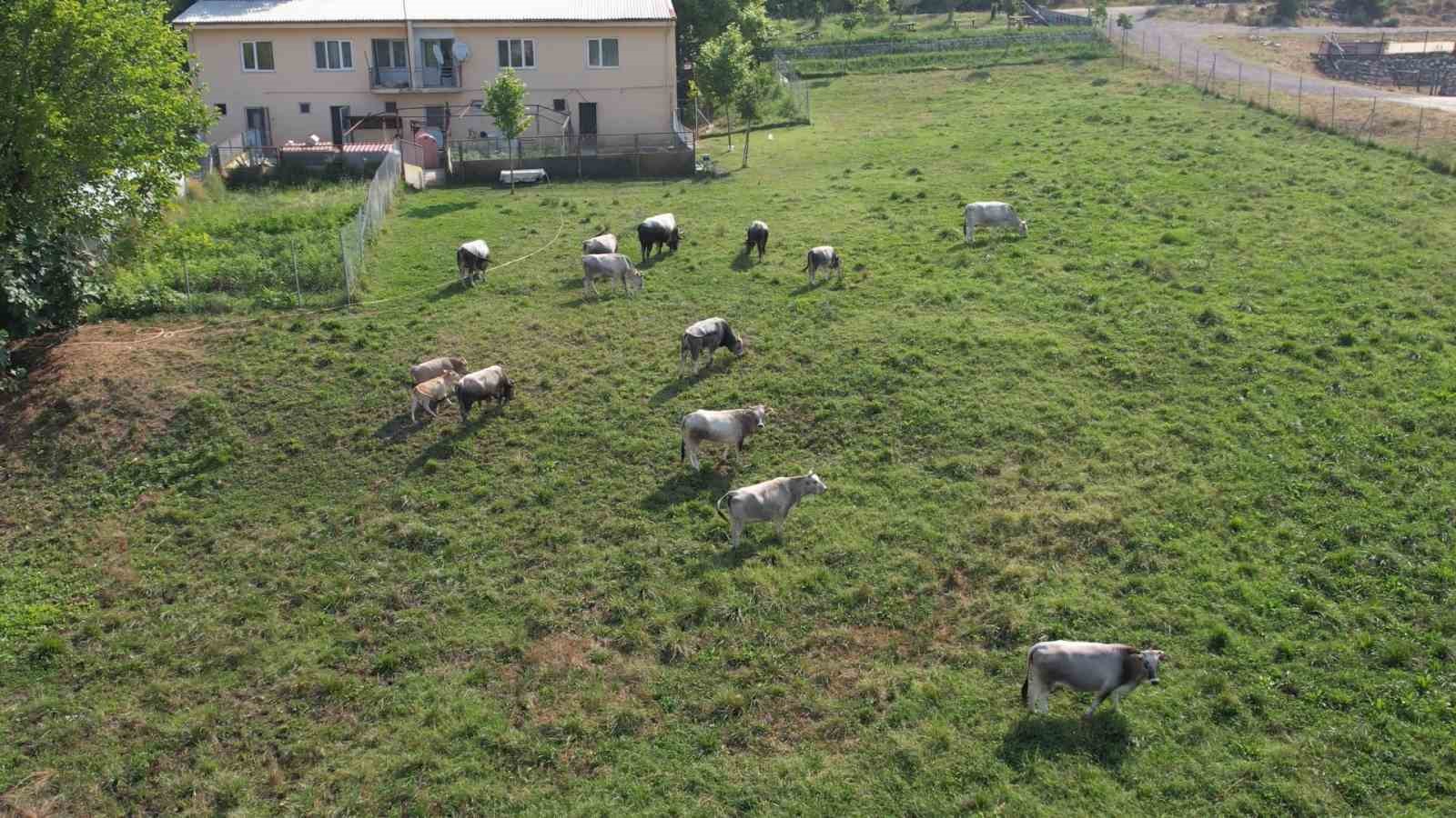 Türkiye’nin ’Boz sığır’ ırkı koruma altına alındı
