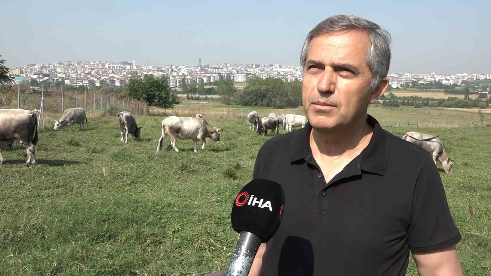 Türkiye’nin ’Boz sığır’ ırkı koruma altına alındı
