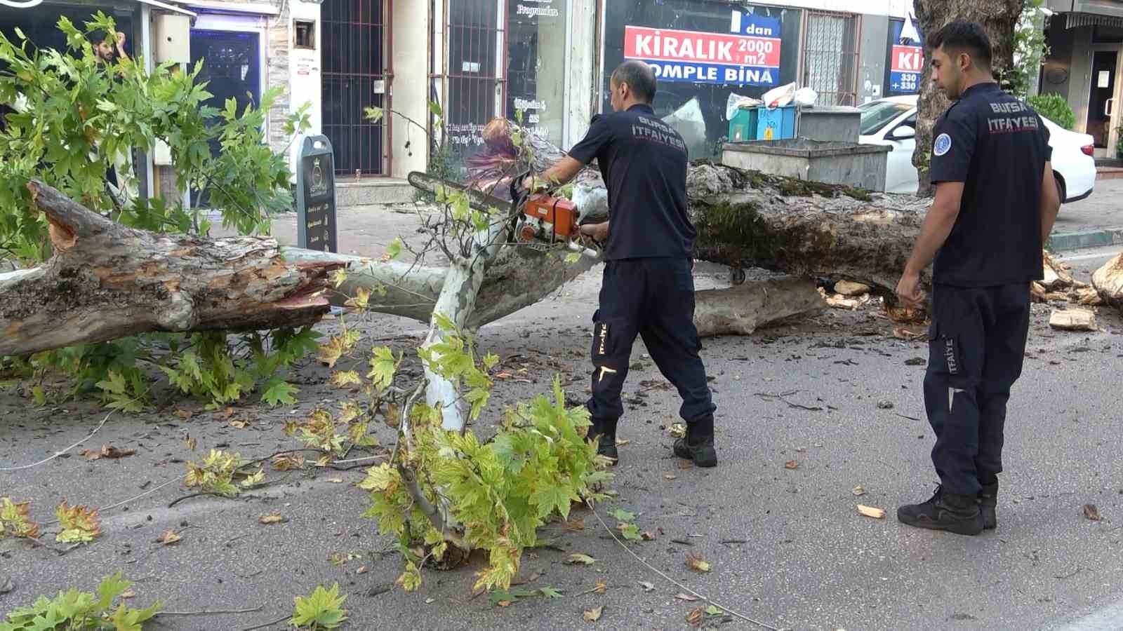 Bursa’da kökleri çürüyen asırlık çınar ağacı devrildi
