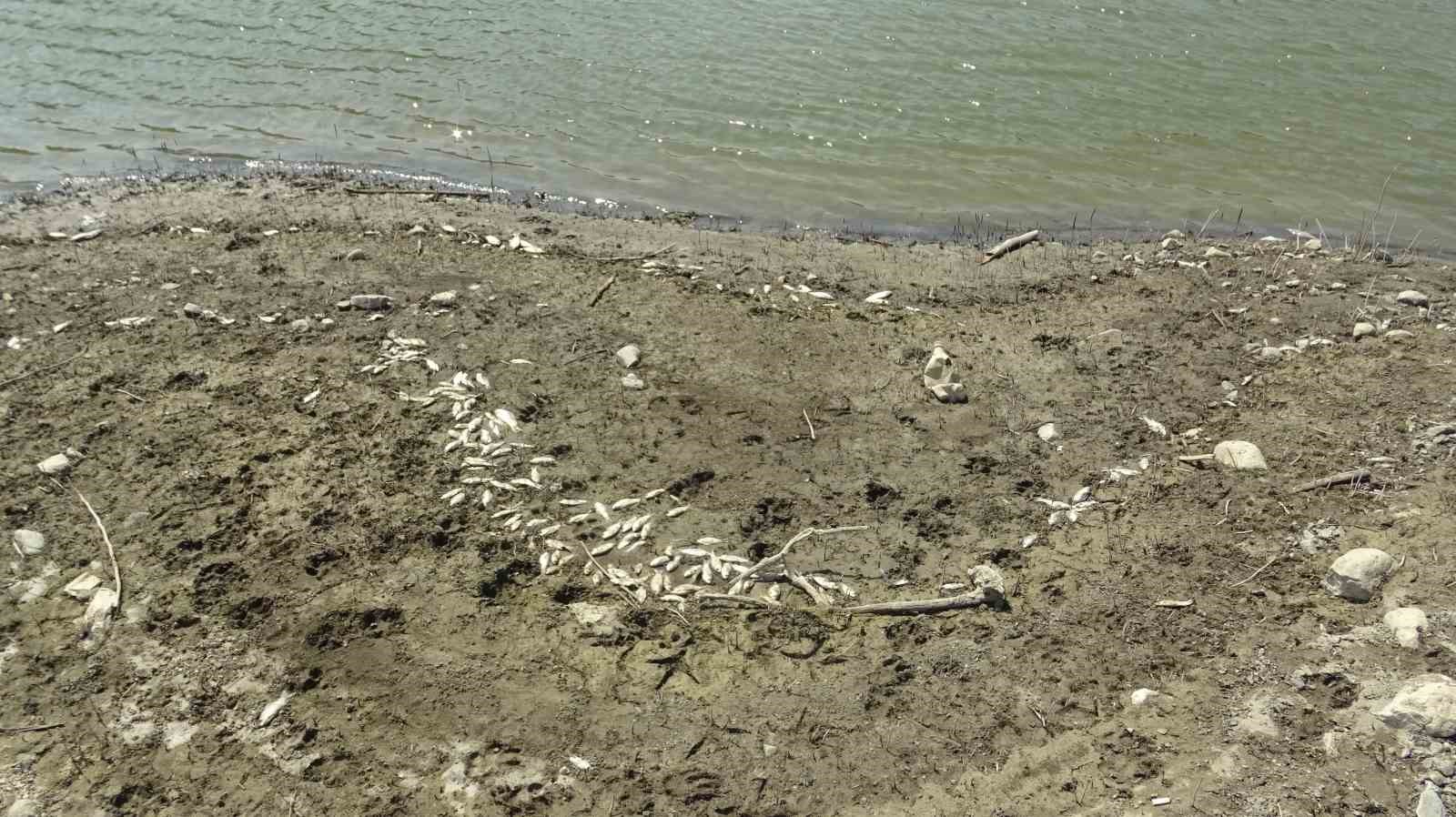 (Özel) Çınarcık Barajı’nı besleyen Kocasu Deresi’nde balık ölümleri