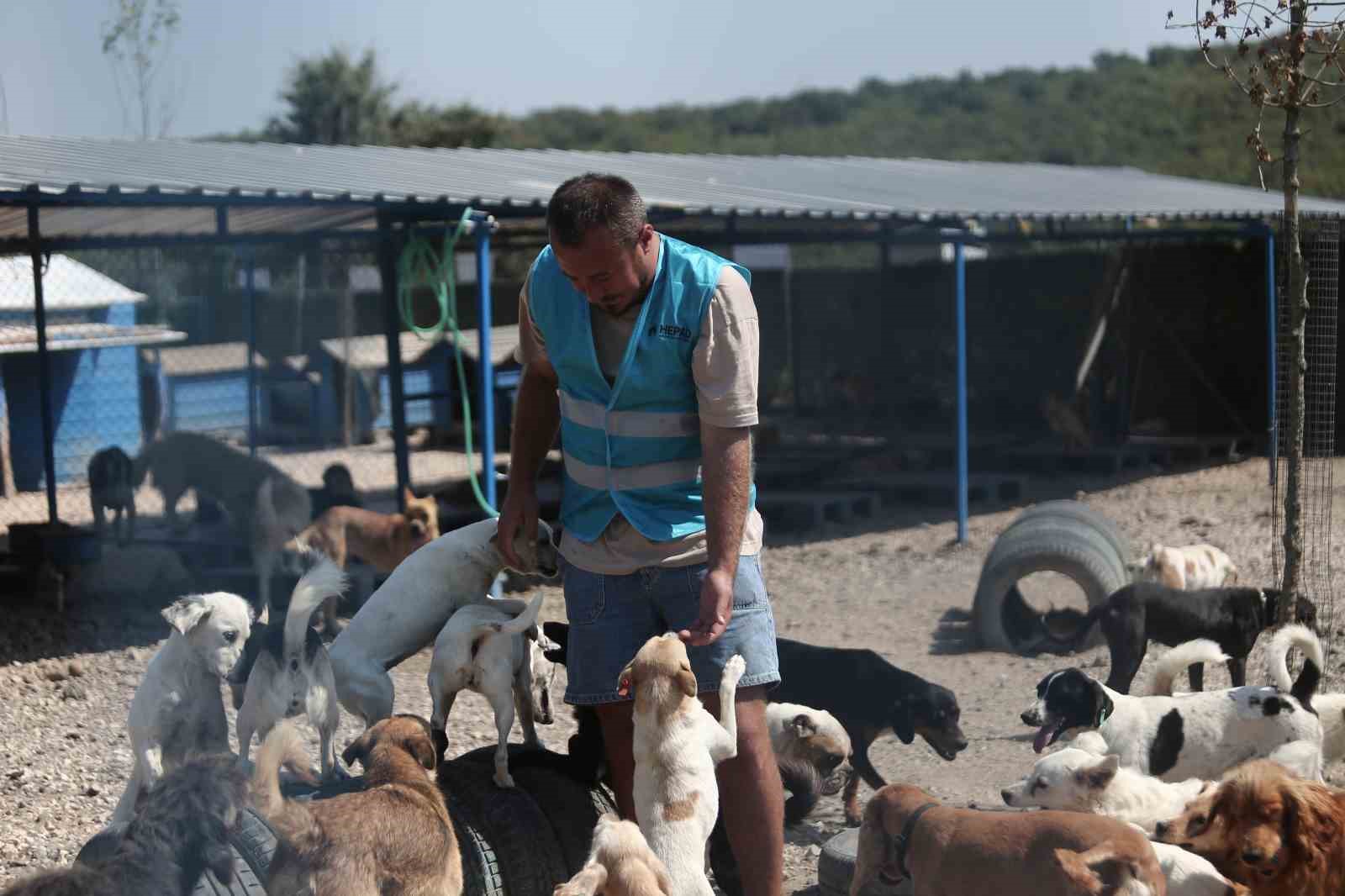 (Özel) Pandemide dost ve arkadaş olan cins köpekler kaderine terk edildi, yüzlerce üretim çiftliği kapandı
