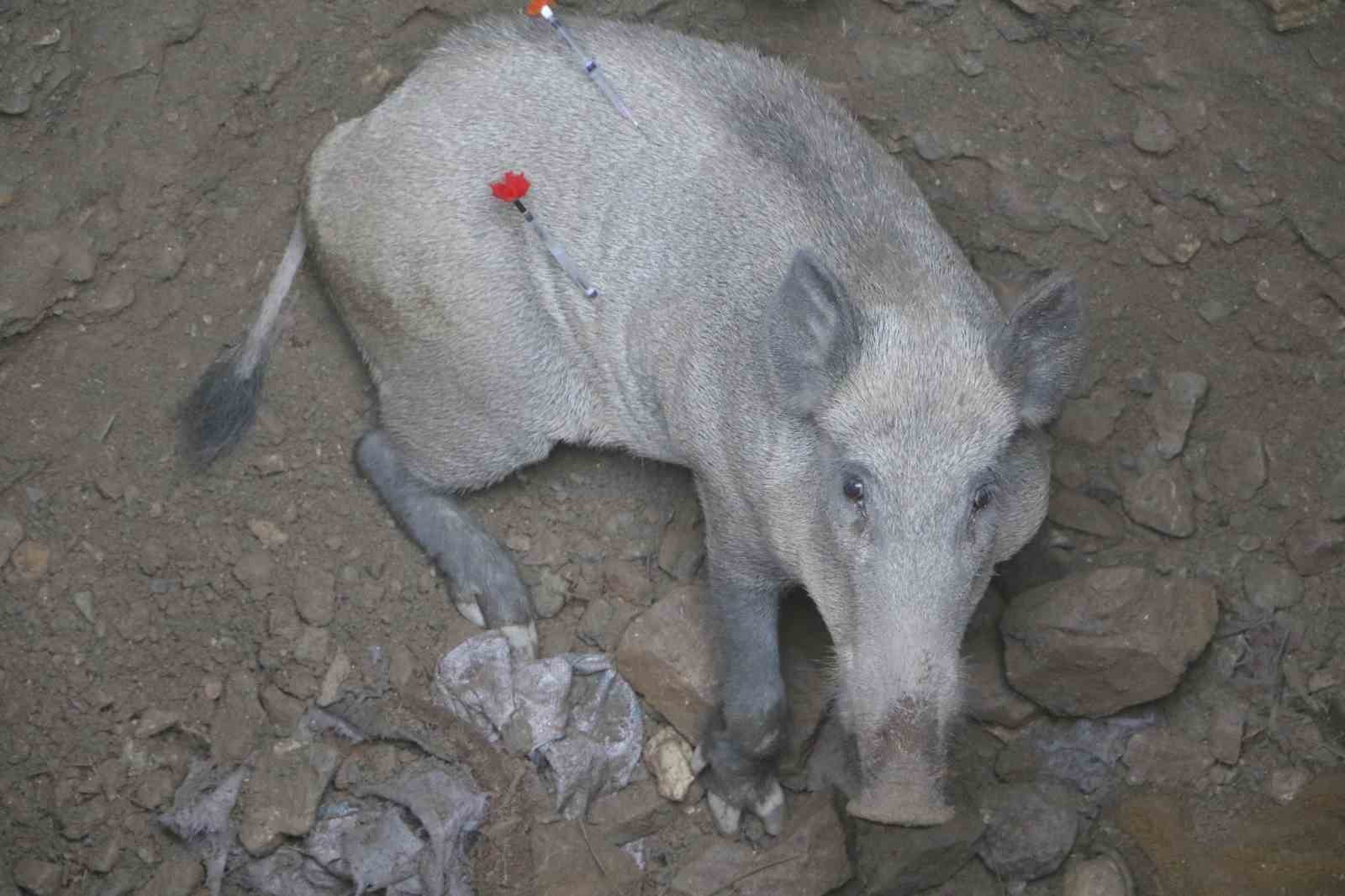 Anne domuz 5 saatlik operasyonla kuyudan çıkarıldı