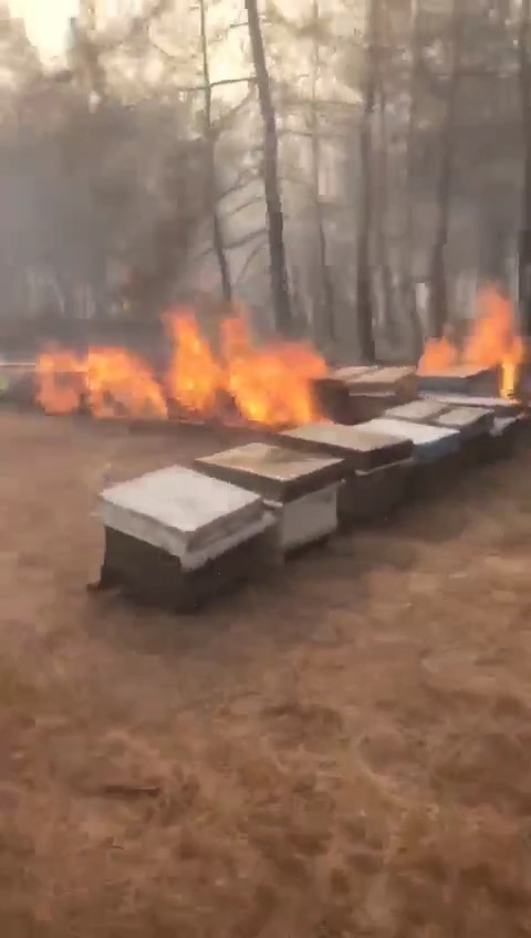 Bursa’da orman yangını arıları telef etti, ekipler alevlere böyle müdahale etti