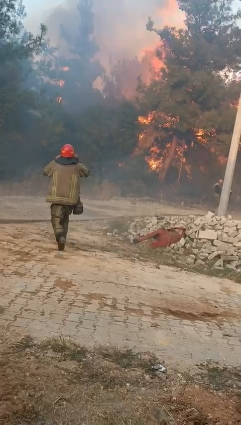 Bursa’da orman yangını arıları telef etti, ekipler alevlere böyle müdahale etti