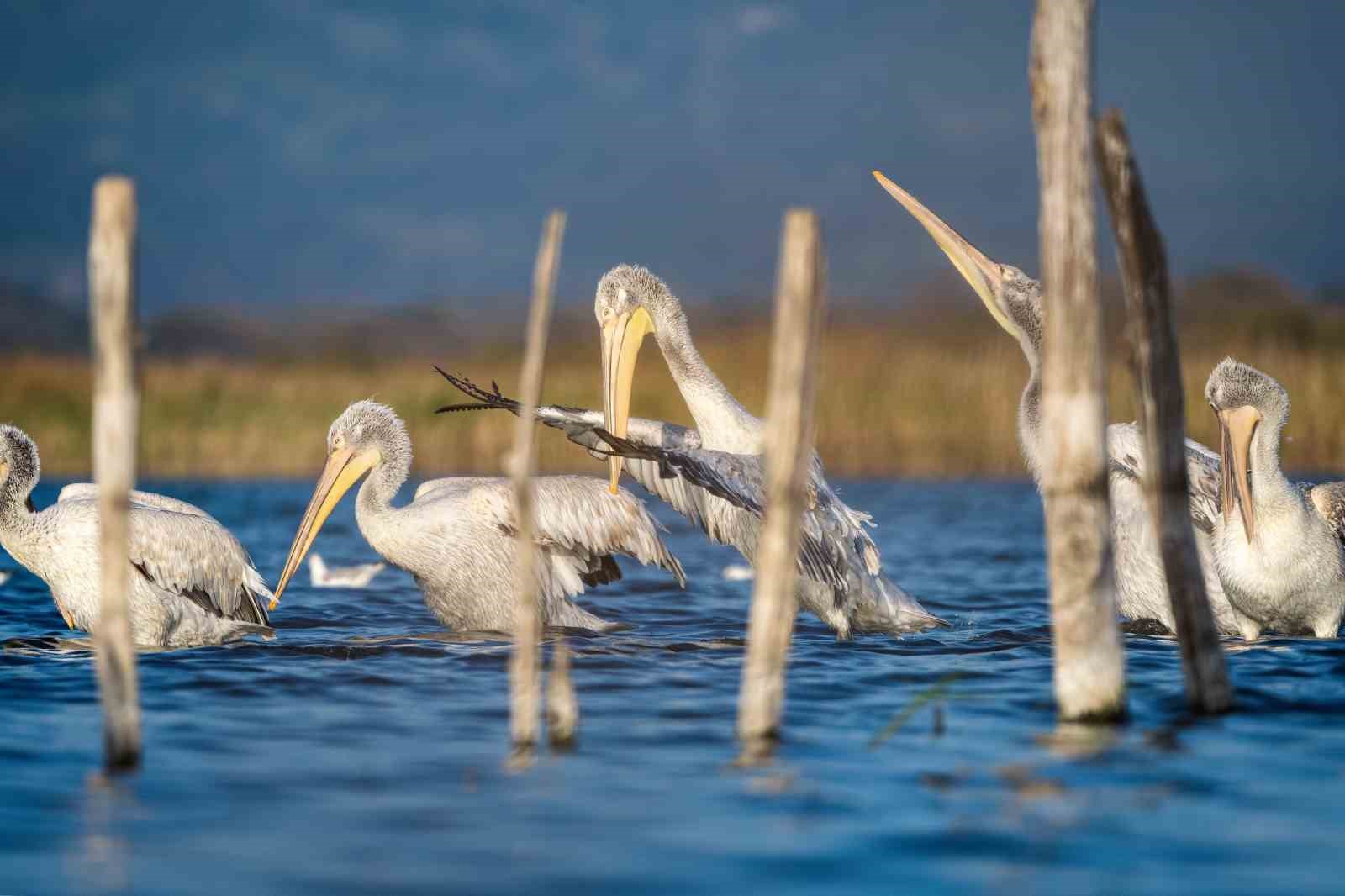 (Özel) Tepeli pelikanlardan görsel şölen