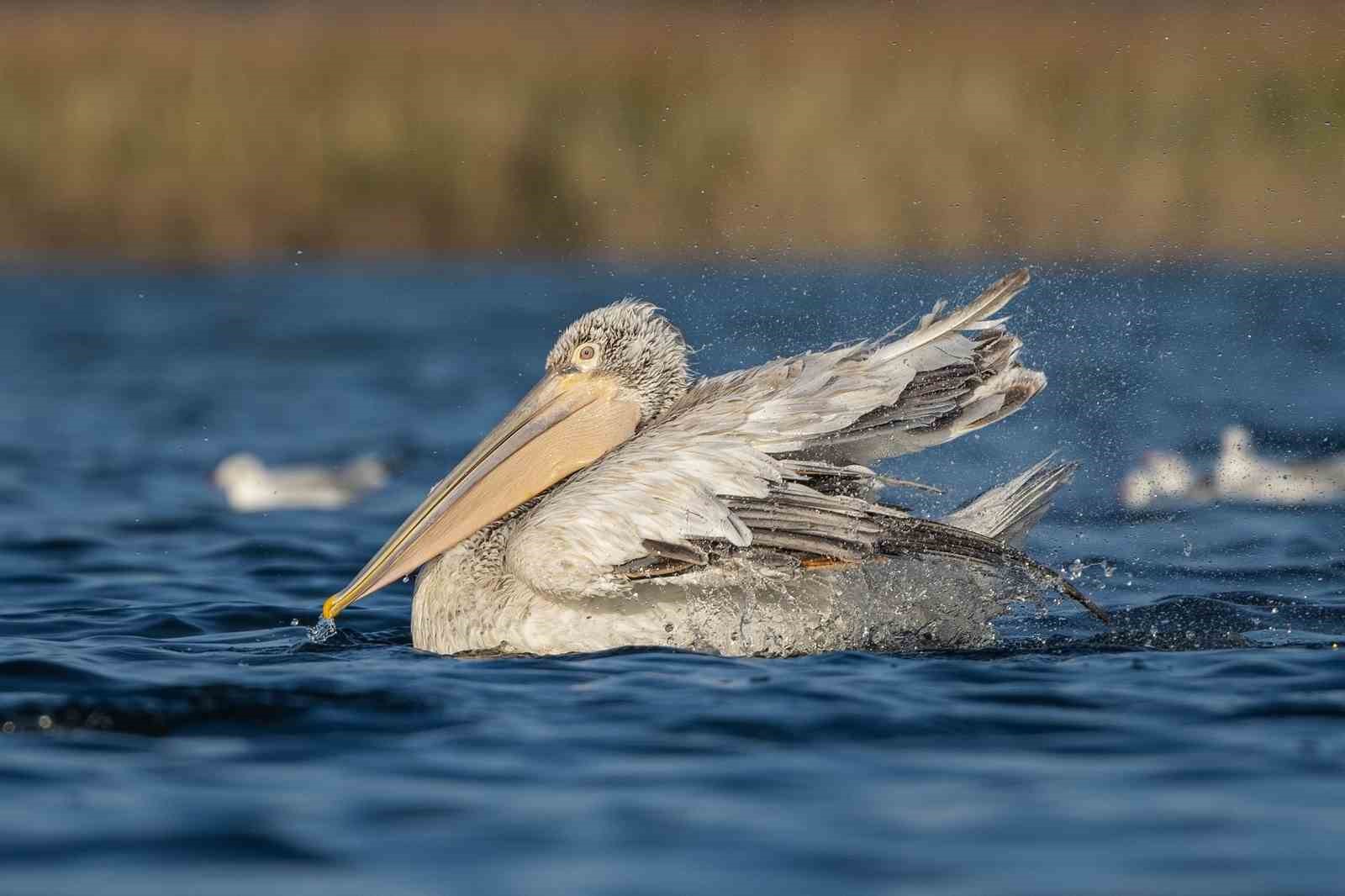 (Özel) Tepeli pelikanlardan görsel şölen