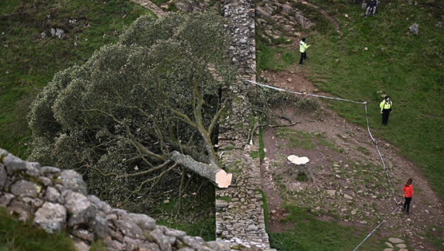 16 yaşındaki çocuk, Hollywood filmlerinde yer alan İngiltere'nin en ünlü ağacını kesti