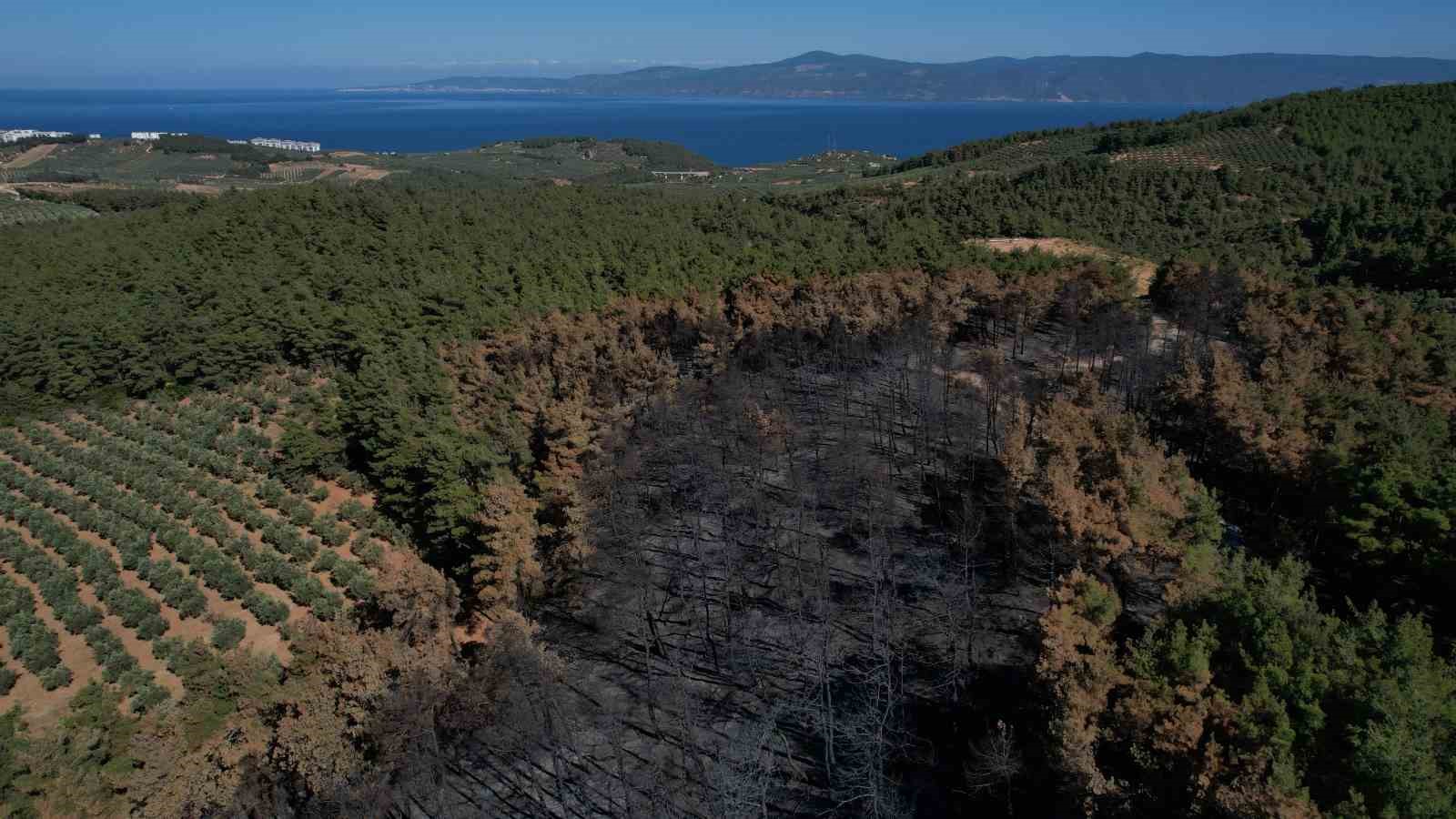 (Özel) Yanan ormanda bilanço dron ile çıkarılıyor, 25 hektar yeniden ağaçlandırılacak