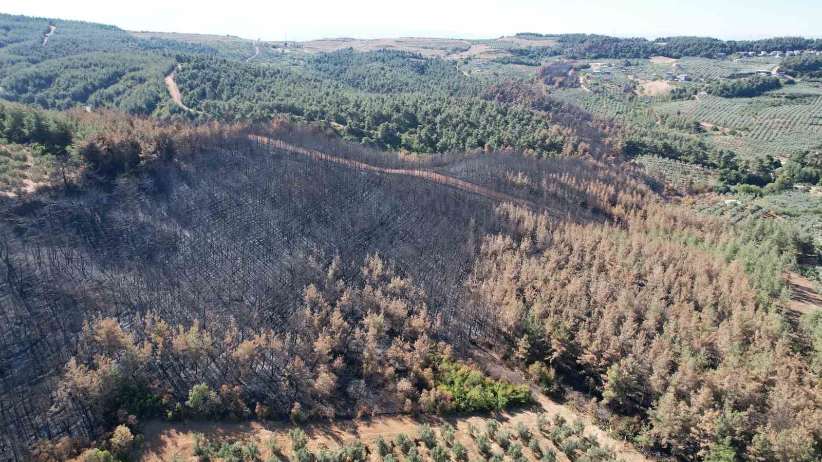 (Özel) Yanan ormanda bilanço dron ile çıkarılıyor, 25 hektar yeniden ağaçlandırılacak