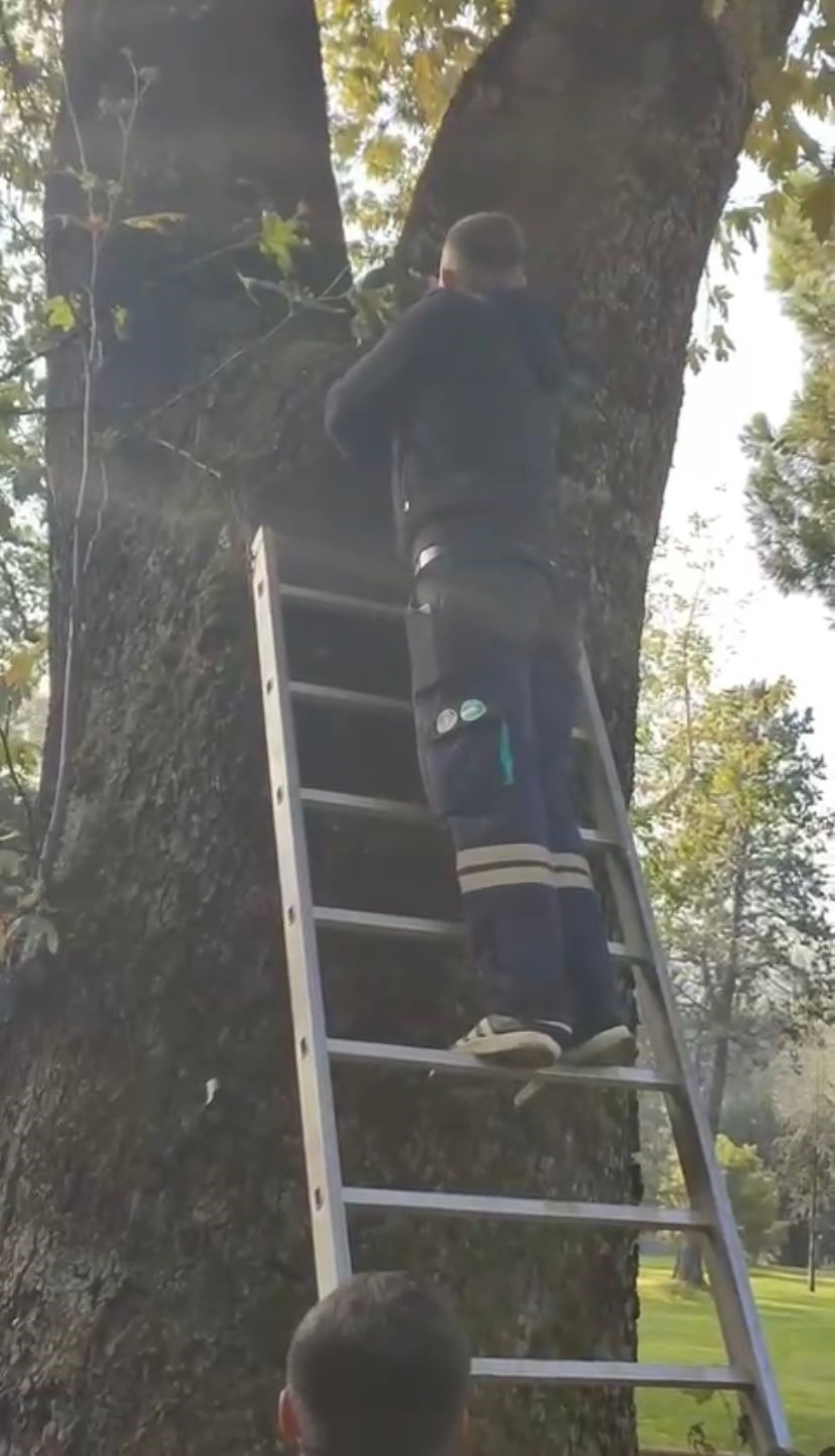 Ağaçta mahsur kalan kediyi ekipler kurtardı