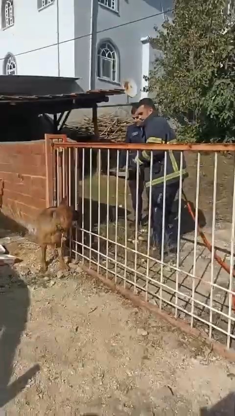 Demir kapıya sıkışan köpeği itfaiye kurtardı