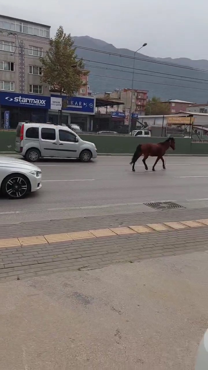 Bursa’da anayola çıkan at tehlike saçtı