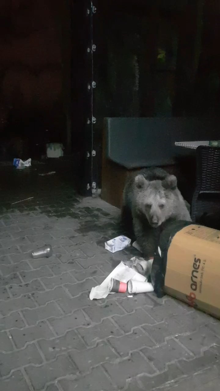 (Özel) Uludağ’da aç kalan ayılar dükkanları talan etti