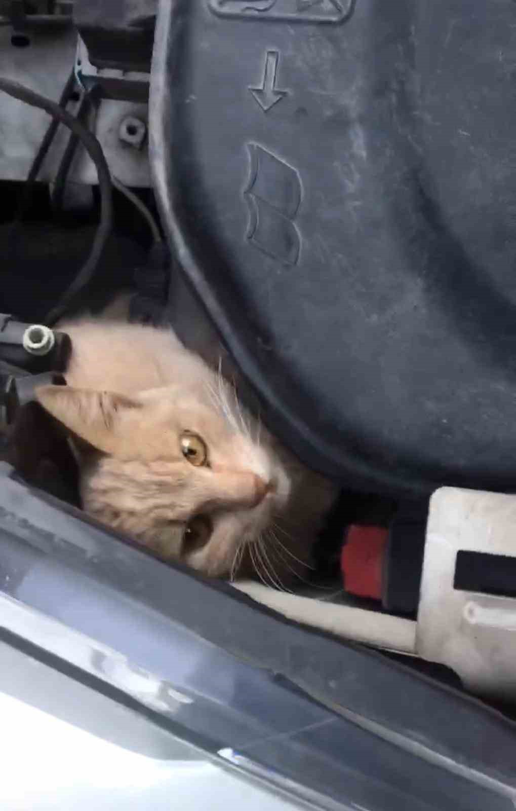 Seyir halindeki aracın kaputundan kedi çıktı